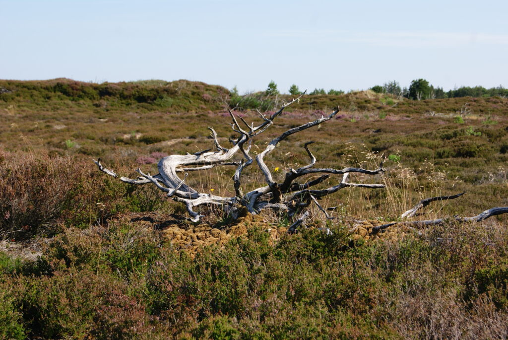 Dette billede har en tom ALT-egenskab (billedbeskrivelse). Filnavnet er DSC02505-1024x685.jpg